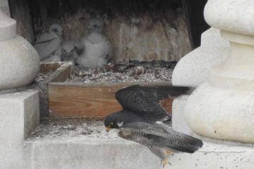 The recently hatched peregrine falcons sit in their City Hall aerie. (City Hall Falcons/Facebook)
