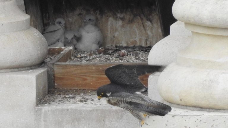 The recently hatched peregrine falcons sit in their City Hall aerie. (City Hall Falcons/Facebook)