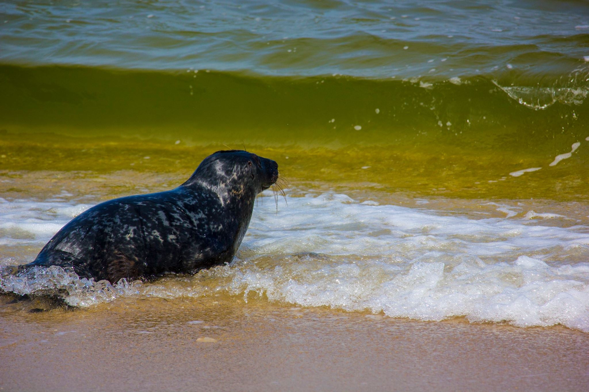 8 photos of today's seal release at Sandy Hook - WHYY