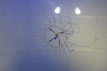 A clinging jellyfish. (Photo: Paul Bologna‎/New Jersey Jellyspotters)