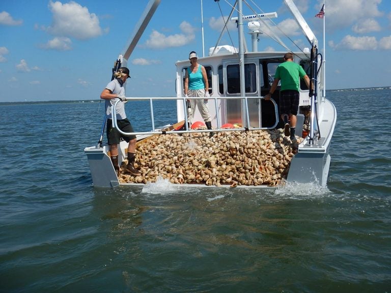 Whelk shells deposited at an oyster reef site in the Little Egg Harbor Bay earlier this week. (Photo: Stockton University Marine Field Station)