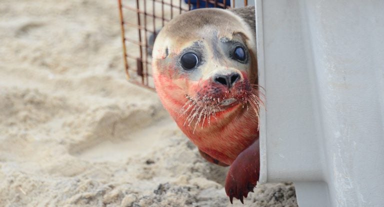  The rehabilitated harbor seal gets ready to waddle into the Great Bay in Mystic Island today. (Photo: Jersey Shore Hurricane News contributor Roman Isaryk) 