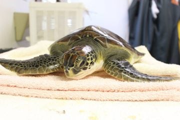 Image courtesy of the Marine Mammal Stranding Center.
