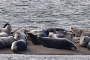  Sandy Hook seals. (Photo: Jersey Shore Hurricane News contributor Valerie Veith) 