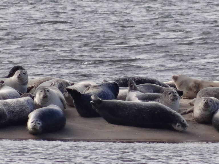  Sandy Hook seals. (Photo: Jersey Shore Hurricane News contributor Valerie Veith) 