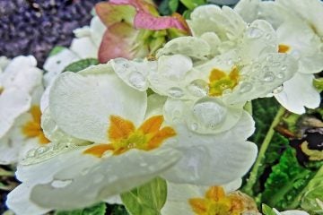  (Photo: Darling Starlings via Flickr) 