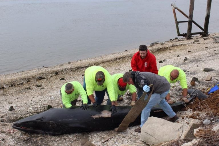  Unidentified men help secure the whale that was found stranded on an island in the Delaware Bay last week. (Photo courtesy of the Marine Mammal Stranding Center) 