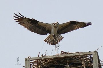  A 2014 photo by Jeannie Ciullo Zurich via FOIBSP Facebook page. 