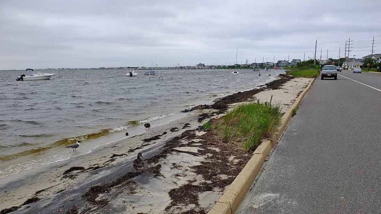 Barnegat Bay on a normal day is almost at the street level in Seaside Heights, NJ. (Alan Tu/WHYY, file) 