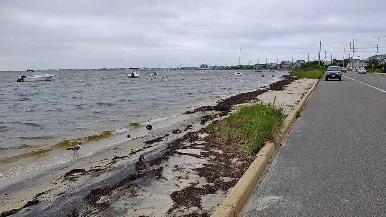  Barnegat Bay (Alan Tu/WHYY) 