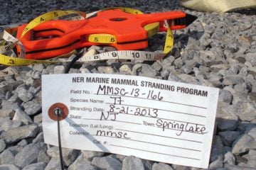  This Wednesday, Aug. 21, 2013 photo shows an identification tag, the equivalent of a dolphin toe tag for a dolphin that had died on the Spring Lake N.J. beach. (AP Photo/Wayne Parry) 