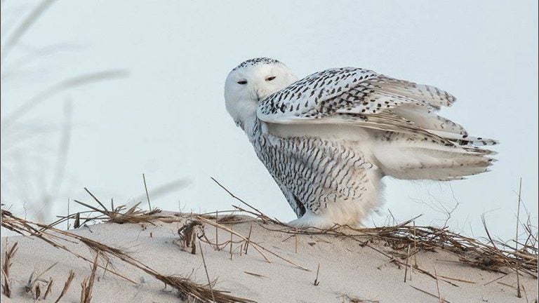  Snowy Owl on Island Beach State Park. (Photo courtesy of Ray Yeager/RTY Photography via JSHN) 