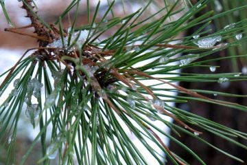  This Dec, 11, 2013, photo shows an ice-encrusted pine branch in the New Jersey Pinelands in Manchester, N.J. (AP Photo/Wayne Parry) 