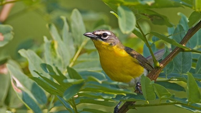  The Yellow-breasted Chat is one of the more challenging birds to spot for those involved in the World Series of Birding. (AP Photo/New Jersey Audubon Society, Robert Lego) 