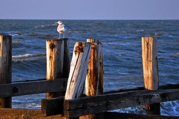 Seagull on pier pilings at Sunset Beach, Cape May, New Jersey (File photo) 