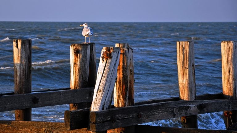 Seagull on pier pilings at Sunset Beach, Cape May, New Jersey (File photo) 