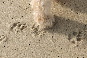 One giant step for dog-lovers. A peak-season ocean-facing dog beach. (Alan Tu/WHYY) 