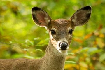 20140718-deer-ticks-1200