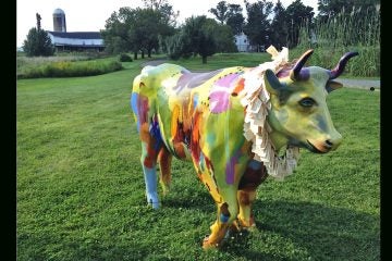  Star the Wishing Ox, by Tyler Bell and Catherine Haggarty, out on a farm on Pennington-Rocky Hill Road. 