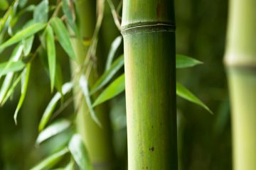 20140915-bamboo-bans-1200 Bamboo is one of the most invasive plants in the world.