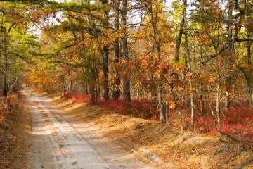 A road in New Jersey's Pine Barrens