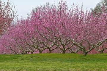 A view of apple orchards.