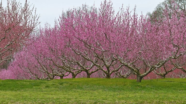 A view of apple orchards.