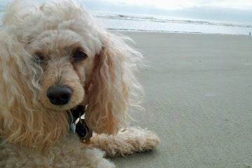 Rules for dogs on the beach vary from town to town.. (Alan Tu/WHYY