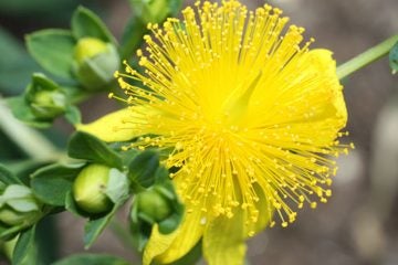 Used to treat anxiety and depression, St. John's wort is a common and popular herbal supplement. 