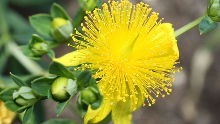  Used to treat anxiety and depression, St. John's wort is a common and popular herbal supplement. 