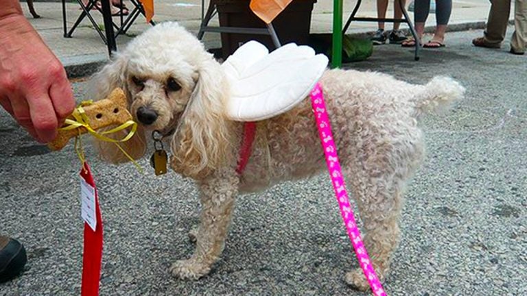  Poodle with wings at a Pet-A-Palooza held in Philadelphia in 2011. (Alan Tu/WHYY) 