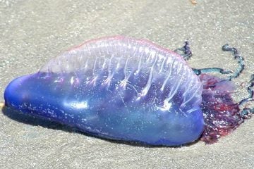 A stock image of a Portuguese Man-O-War. (Shutterstock photo)