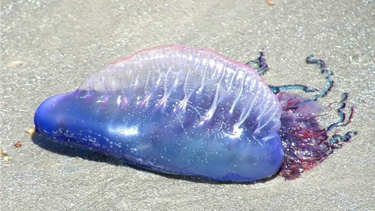 A stock image of a Portuguese Man-O-War. (Shutterstock photo)