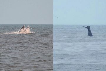  Whale breaches off Sea Bright (left; 