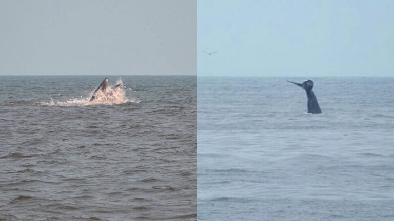  Whale breaches off Sea Bright (left; 