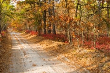  A sandy road within New Jersey's pine barrens. (Shutterstock image-file) 