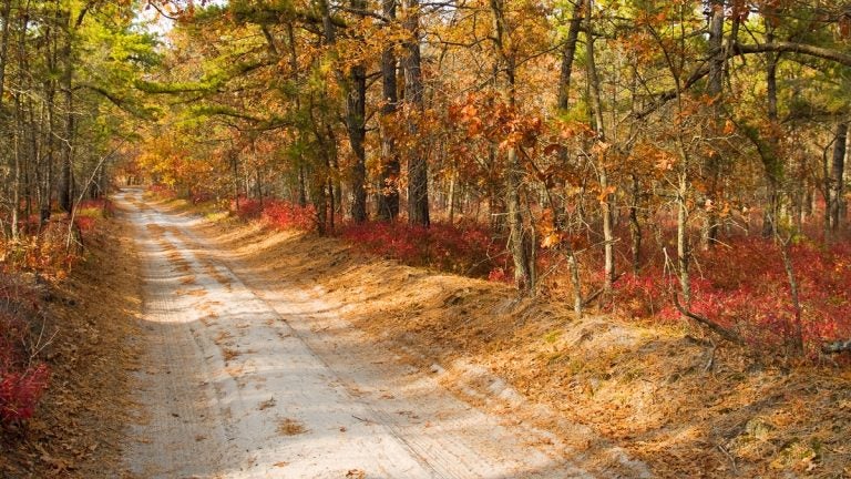  A sandy road within New Jersey's pine barrens. (Shutterstock image-file) 