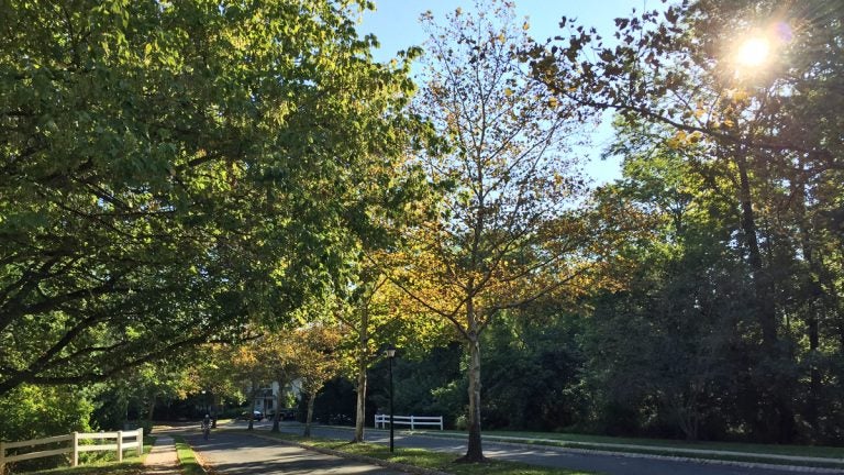  Leaves on this tree in Princeton turned brown and fell off. (Alan Tu/WHYY) 