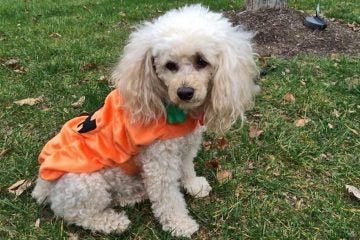  A costumed dog parade is planned for Sunday in Woodstown, NJ. (Alan Tu/WHYY) 