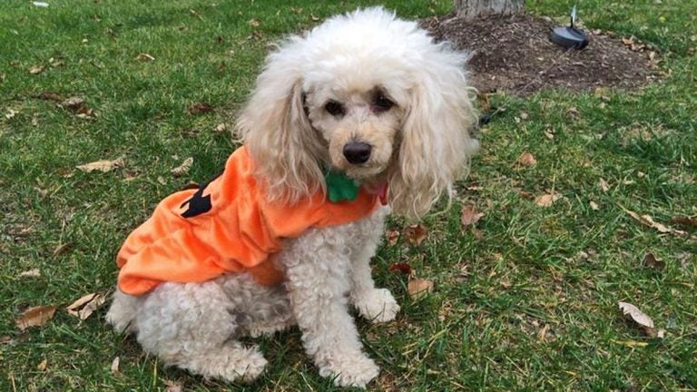  A costumed dog parade is planned for Sunday in Woodstown, NJ. (Alan Tu/WHYY) 