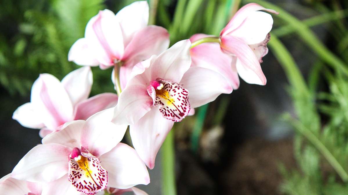  Orchids surround a lagoon in Waldor Orchid's Peter Pan inspired exhibit. (Kimberly Paynter/WHYY) 