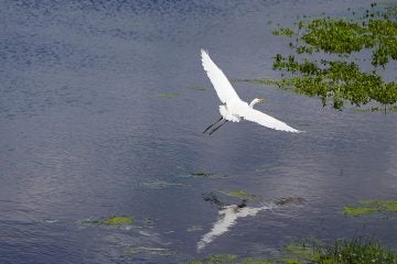 A bird flies over the pond at the Cape May Bird Sanctuary. (Photo courtesy of Evelyn Tu/for NewsWorks)