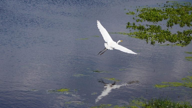 A bird flies over the pond at the Cape May Bird Sanctuary. (Photo courtesy of Evelyn Tu/for NewsWorks)