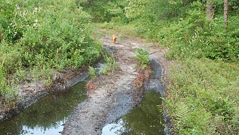 Tire ruts in a wood near Whitesbog mark a trail used by off-road vehicles. (NJ Spotlight)