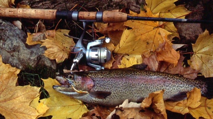 Autumn Fishing. Rainbow Trout, fishing rod Stock Photo