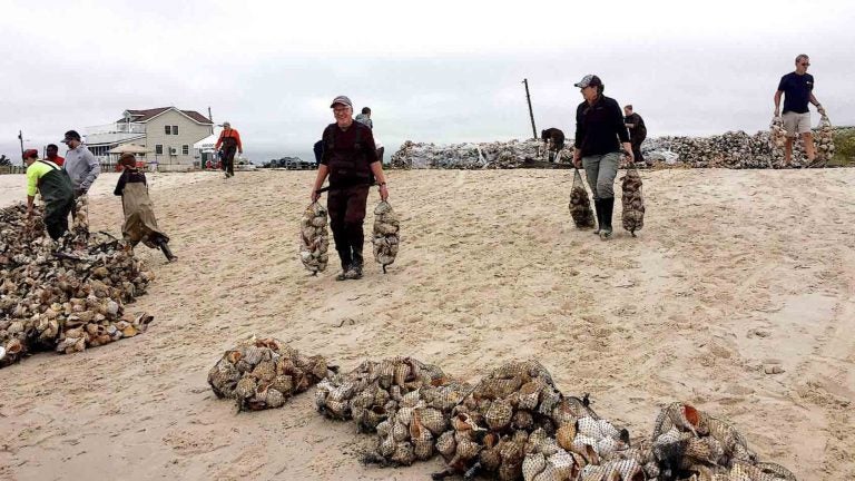 Volunteers working to help build an oyster reef in Newport