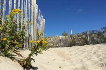 Time appropriate as seaside goldenrod is now in bloom. This is from
So. Seaside in Oct 2014.