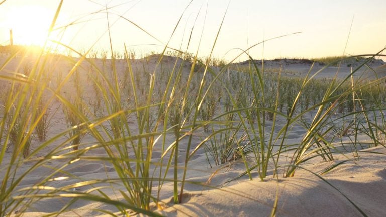 Plants help anchor dunes. (Alan Tu/WHYY