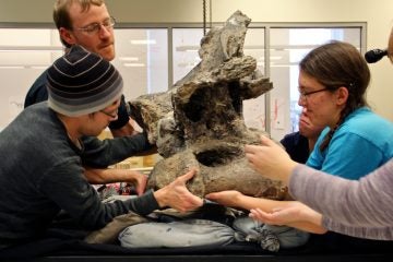 Drexel students move a vertabra weighing several hundred pounds. The bones of one of the world's largest dinosaurs are being shipped back to Argentina where they were found. (Emma Lee/WHYY)