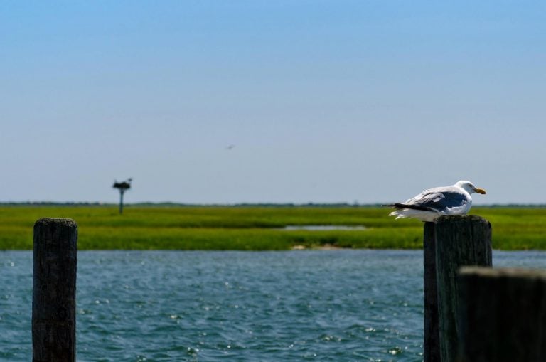  Sedge Island off Island Beach State Park. (Photo: Jennifer Marie Antoinette) 